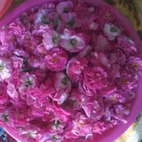 گل محمدی