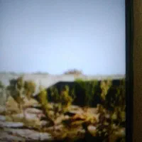 نهال گوجه سبز شهریار