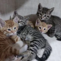 ۲عدد بچه گربه نر ۲ماهه خانگی|گربه|تبریز, |دیوار