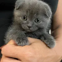 اسکاتیش بریتیش های بلو رنگ|گربه|تهران, شهران شمالی|دیوار