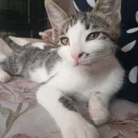 دوتا گربه نر ماده خوشگل سفید|گربه|قوچان, |دیوار