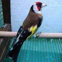 پرنده سهره