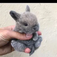 خرگوش لوپ مینیاتوری|موش و خرگوش|مشهد, فلسطین|دیوار