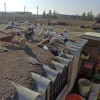 جوجه رنگه پرشی