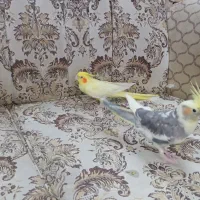 عروس هلندی|پرنده|مشهد, گلبرگ شمالی|دیوار