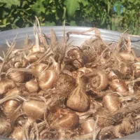 پیاز زعفران
