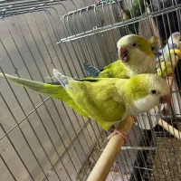 طوطی راهب سبز پسته ای و اپلاین|پرنده|آمل, |دیوار