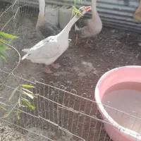 قو قاز و مرغ و خروس