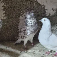 دو جفت  کبوتر پا جفتی و پرشی ...