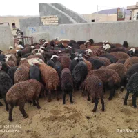 بره لاغری ای پرواری|حیوانات مزرعه|قم, باجک دو|دیوار