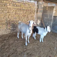 میش بره بز زایده ابستن