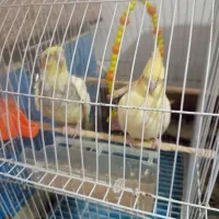 یک جفت عروس هلندی