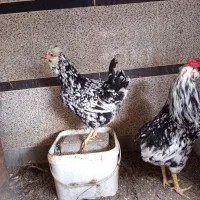 مرغ وخروس چهل تاج