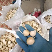 سیر|خوردنی و آشامیدنی|کرمانشاه, |دیوار