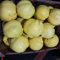 به کاملا طبیعی و ارگانیک، زرد و با کیفیت|خوردنی و آشامیدنی|شیراز, شهرک فرزانگان|دیوار