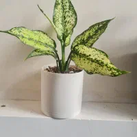 گل اپارتمانی|گل و گیاه طبیعی|مراغه, |دیوار