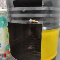 مشعل گازی تعبیه شده در تانکر چرخدار جهت قهوه شنی