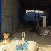 واگذاری توله سگ ۳ماهه|سگ|بروجرد, |دیوار