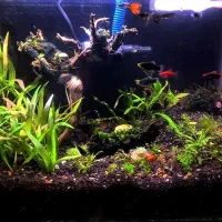 اکواریوم گیاه پلنت
