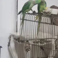 جفت شاه طوطی دستی|پرنده|مشهد, شهید شهریاری|دیوار