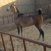 اسب|اسب و تجهیزات اسب‌سواری|قم, نیروگاه|دیوار