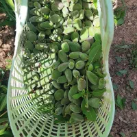 چغاله بادام