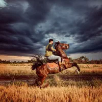 اسب کرد شجره دار با تاییدیه فدراسیون جهت کشش