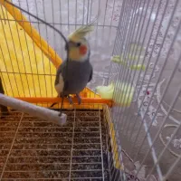 عروس هلندی نر|پرنده|کوچصفهان, |دیوار