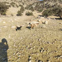 بز کهره دار