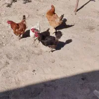 مرغ|حیوانات مزرعه|تاکستان, |دیوار