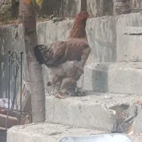 مرغ برهما