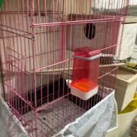 مولد گیرینچیک و یه تعداد عروس(جوجه و بالغ)ملنگو|پرنده|رشت, یخسازی|دیوار