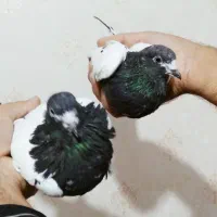 کفتر|پرنده|زرند, |دیوار