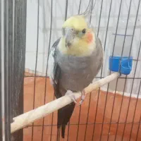 عروس هلندی نر