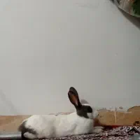 خرگوش