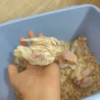 جوجه عروس هلندی|پرنده|شیراز, کوشک میدان|دیوار