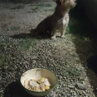 سگ پاکوتاه گمشده|حیوانات|ارومیه, |دیوار