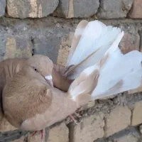 کفتر خال قدیم