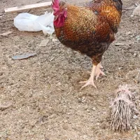 یک عدد خروس چاق سالم