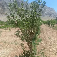 باغ دتو چشمه مرغاب