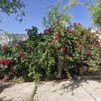 فروش باغ ۱۰۰۰متری با سندششدانگ ملکی روستای گرمه.|فروش خانه و ویلا|مشهد, دهشک|دیوار