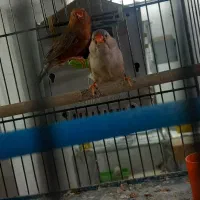 فنچ فول اورنج