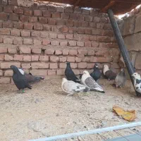 کبوتر|پرنده|نهبندان, |دیوار