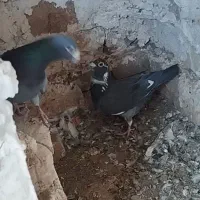 کبوتر کفتر