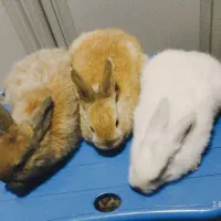 سه عدد خرگوش زیبا همراه با مادر|موش و خرگوش|بانه, |دیوار