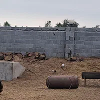 کود خشگ گوسفندی