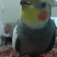 عروس هلندی گم شده|حیوانات|کازرون, |دیوار