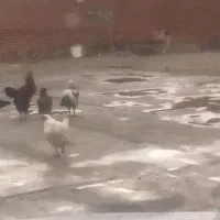 فروش ۳ عدد خروس سرحال و ۵ عدد مرغ تخمگذار سالم