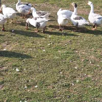حیوانات در مزرعه