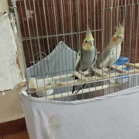 عروس هلندی مولد